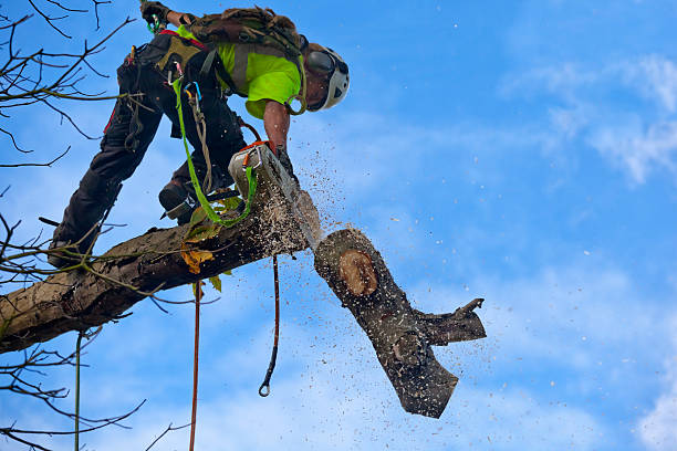 How Our Tree Care Process Works  in  Old Saybrook Center, CT