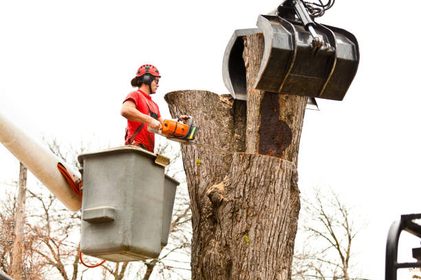 Best Leaf Removal  in Old Saybrook Center, CT